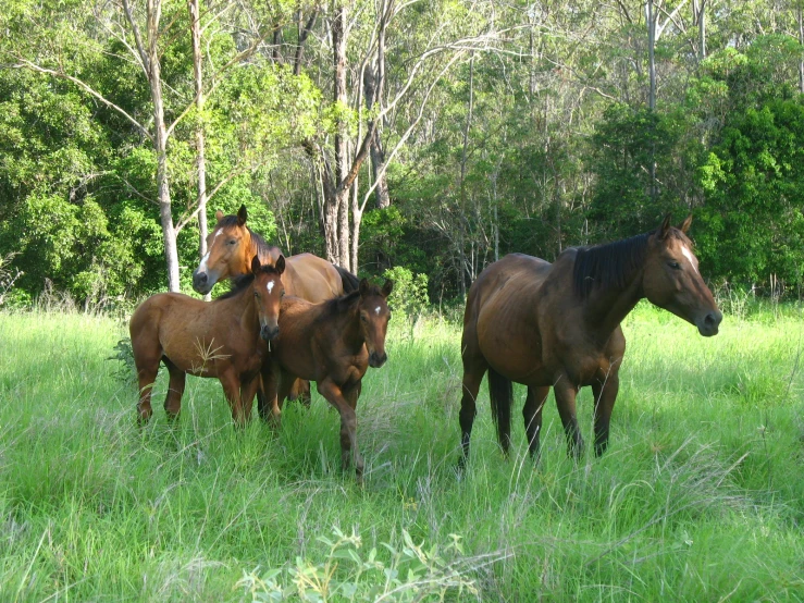 a group of horses standing in a grassy field