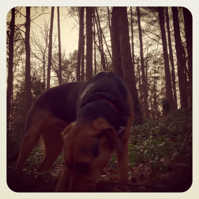 a dog eating leaves in the woods with the sun setting