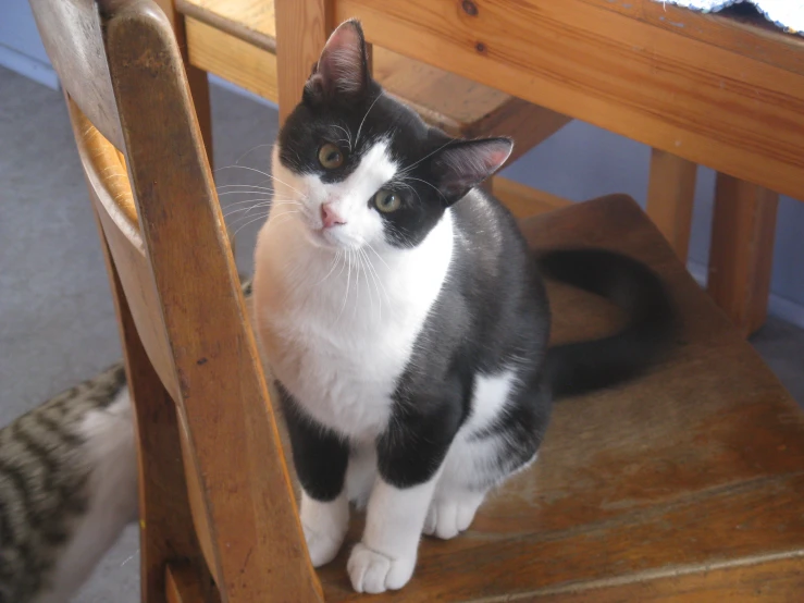 a white and black cat with it's eyes open