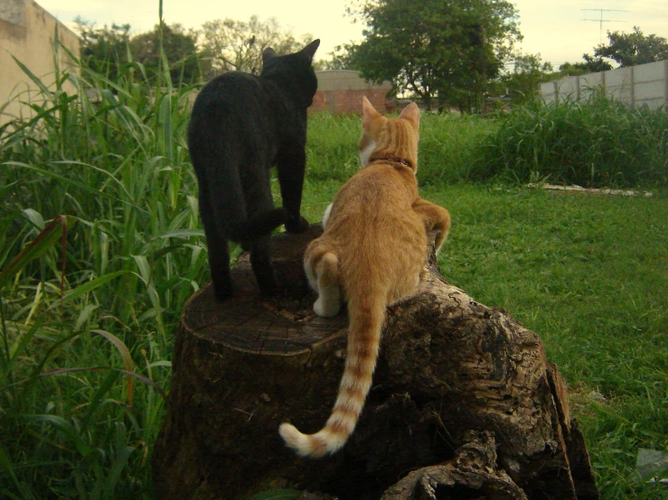 an orange and white cat on top of a log