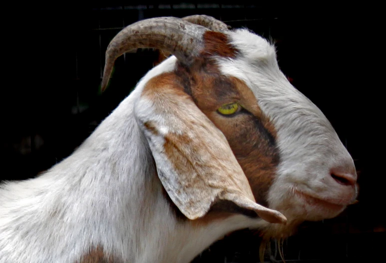 a brown and white goat standing on top of a black background