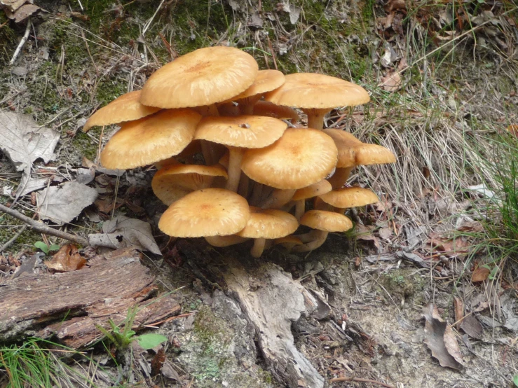 a cluster of mushrooms growing on the ground