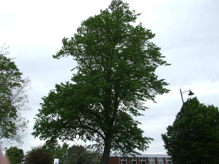 a very tall tree near some green trees