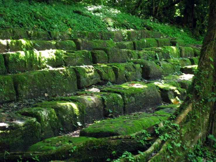 moss covered stones and steps in a green landscape