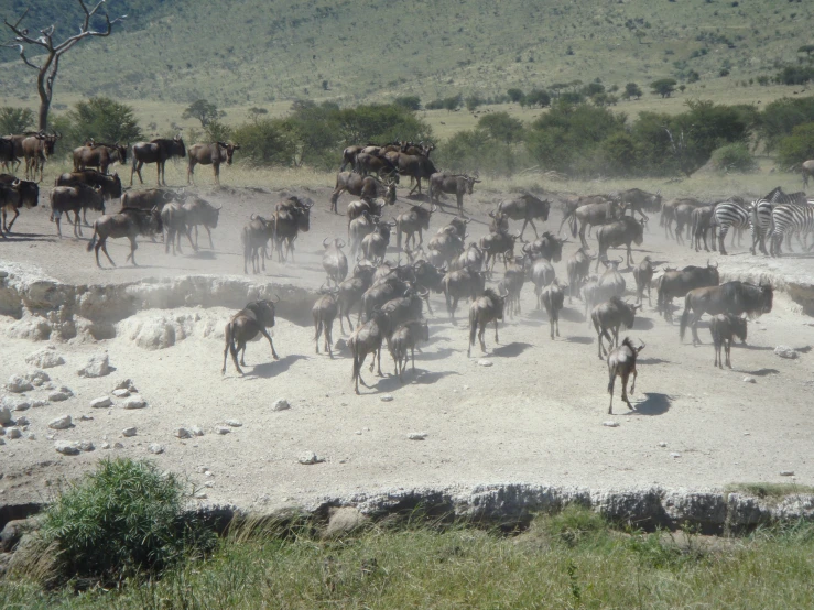 a herd of wild animals in the middle of a dirt area