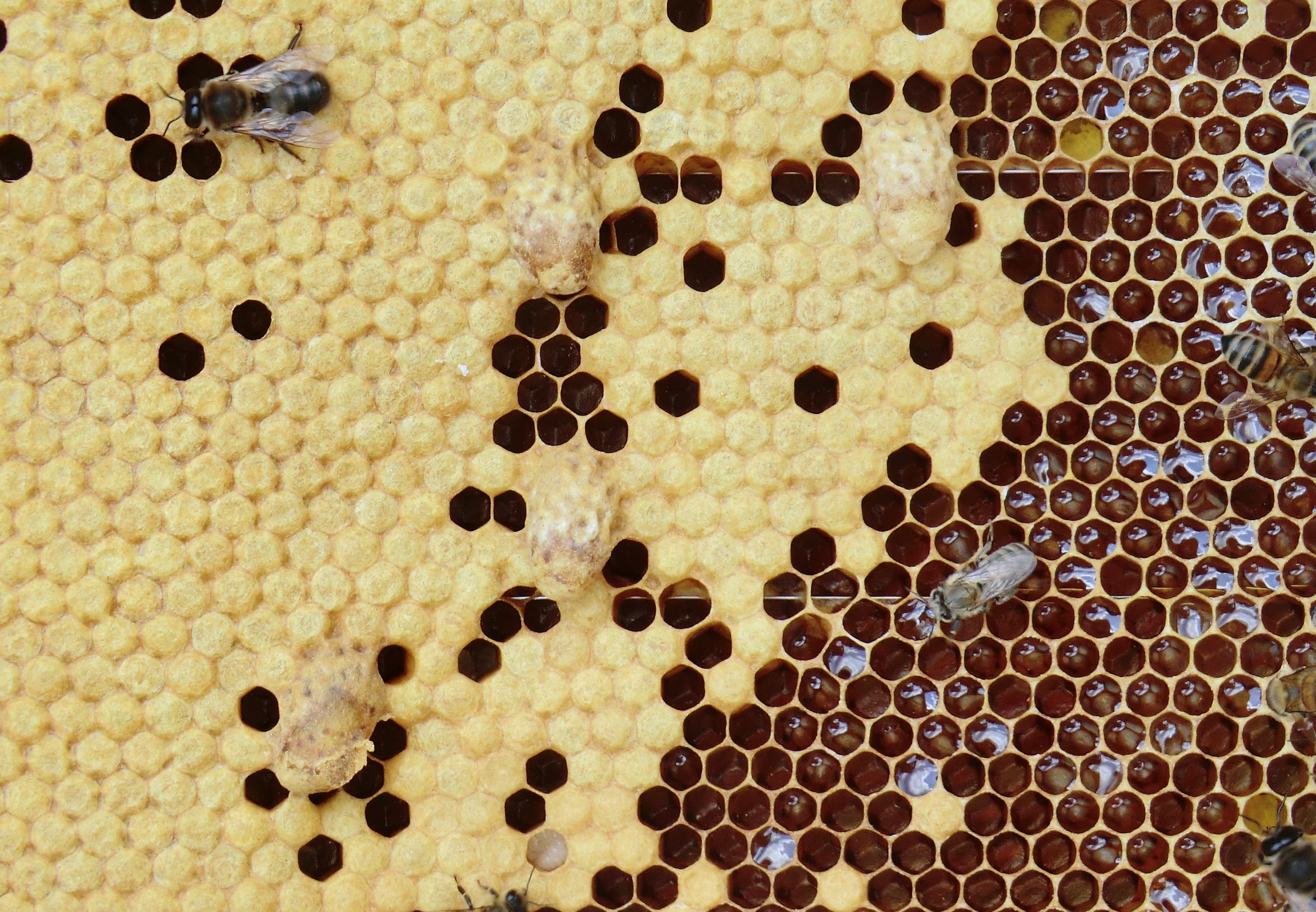 several honeybees on honeycombs and some water