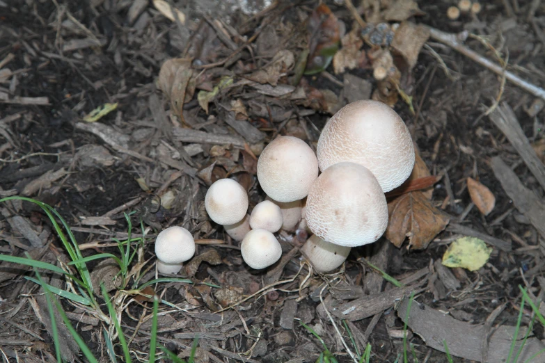 mushrooms are all standing next to each other in the ground