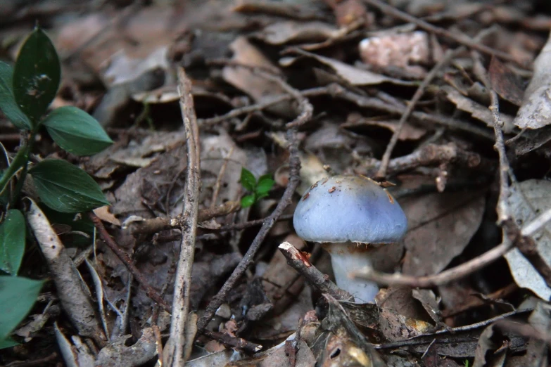 a blue mushroom is growing out of the ground