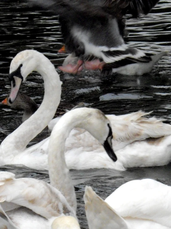 a group of white swans swim across water