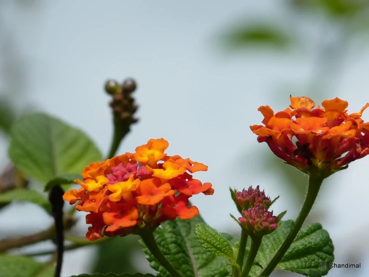 some orange and yellow flowers are growing by some leaves