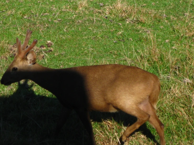 the young antelope is walking around in the grass