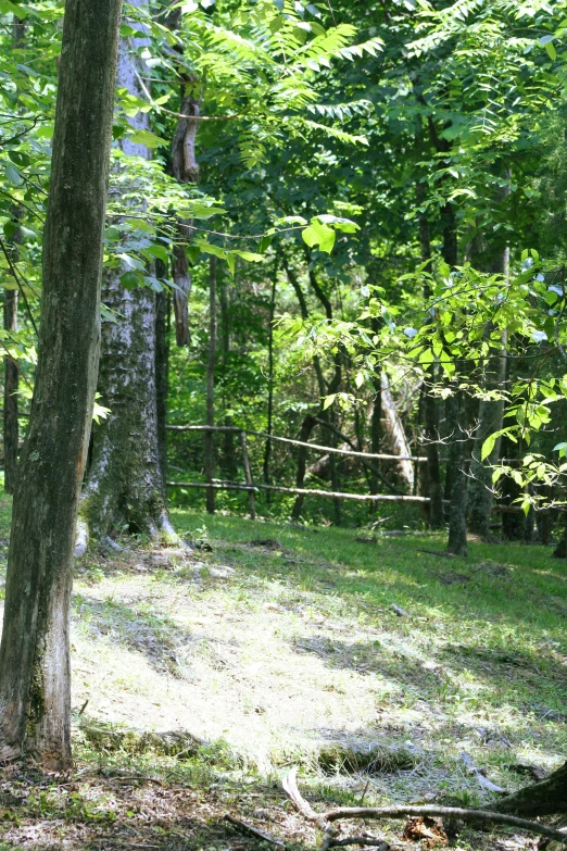 a man jumping in the air over a wooded area