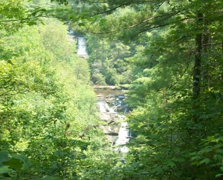 a stream of water flowing through a lush green forest