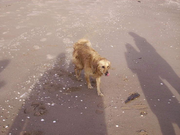 a dog walking across an empty beach with sand