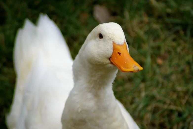 a duck is shown standing alone in the grass