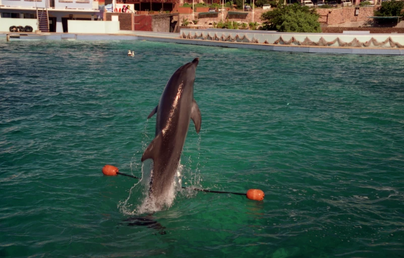 a dolphin jumping out of the water while being watched by people