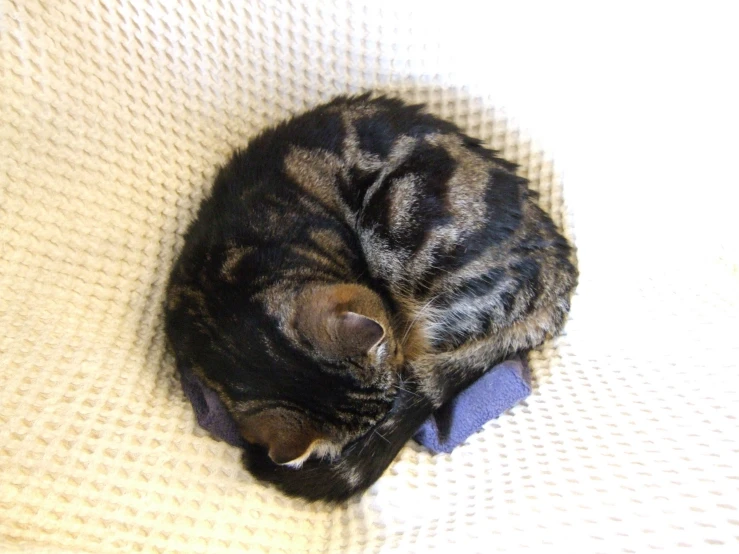 a cat curled up on some kind of blanket