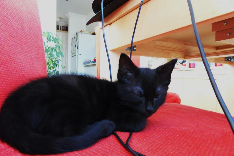 black kitten sleeping on red fabric, next to a table