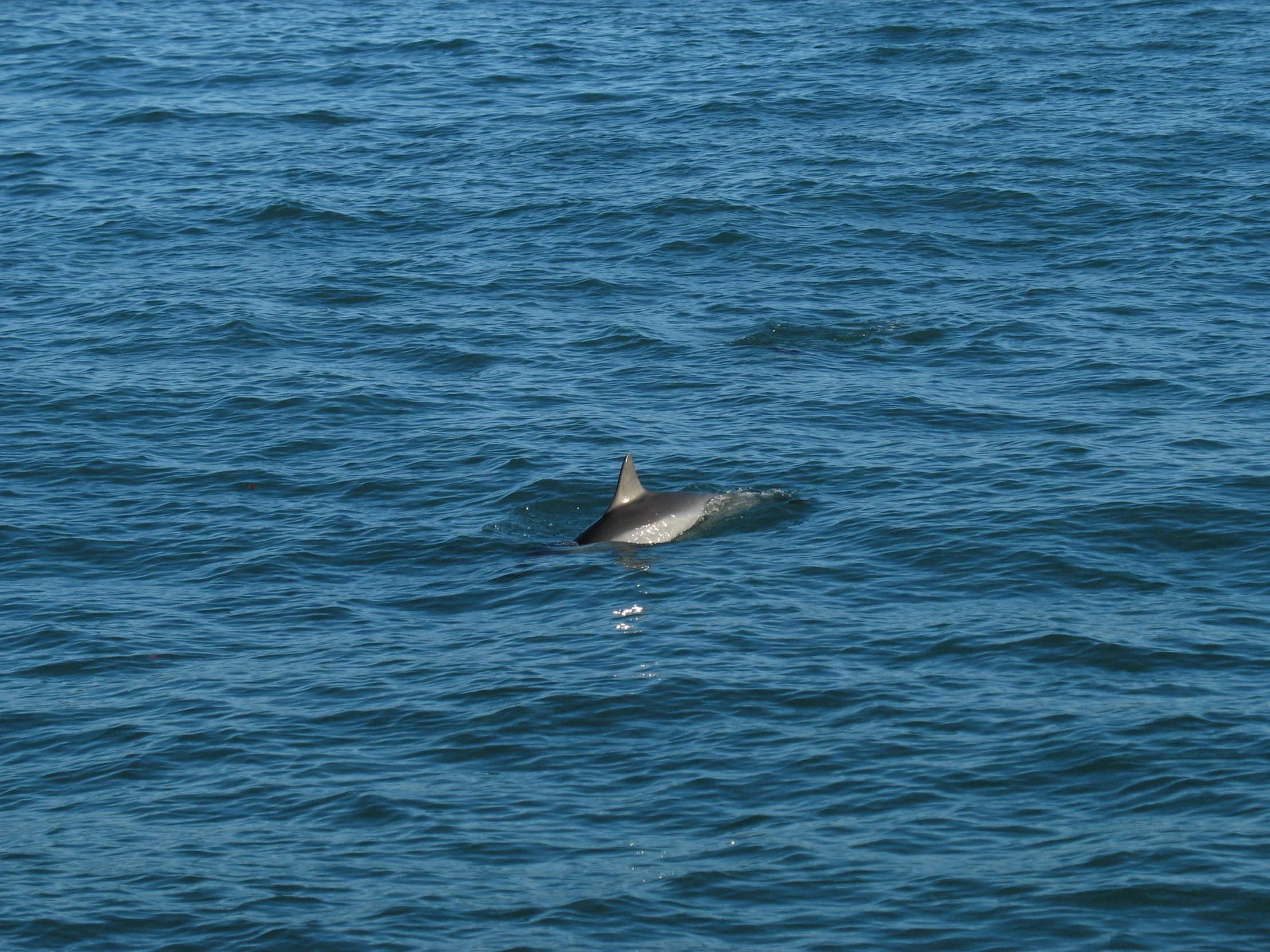 two dolphins swimming across the blue ocean