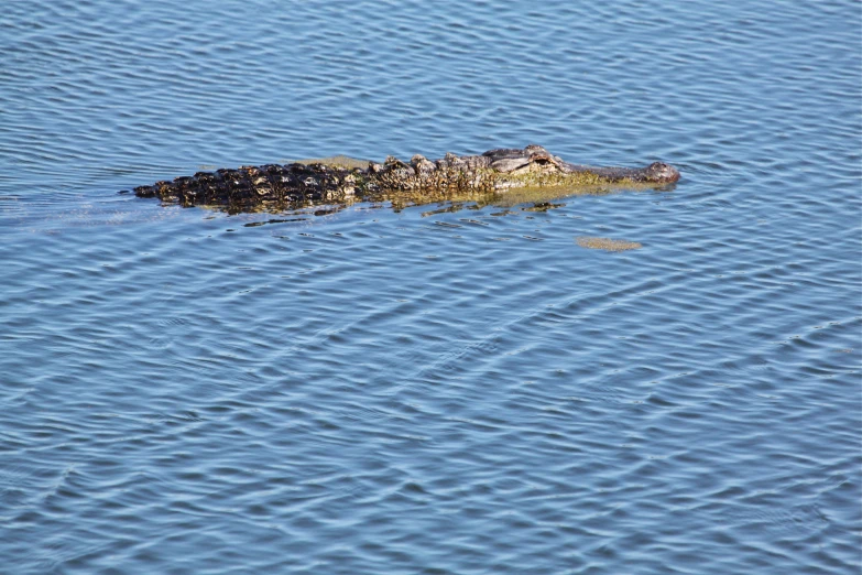 an alligator sitting in the middle of water