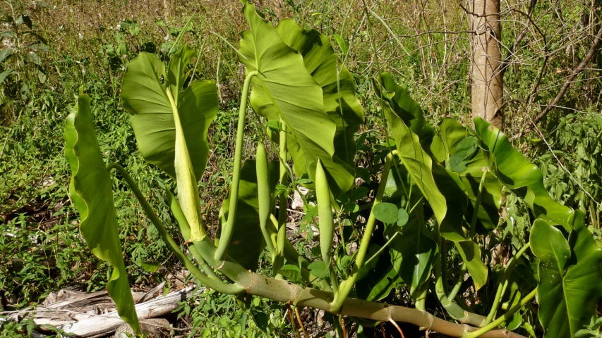 a field with many green plants and trees in the background