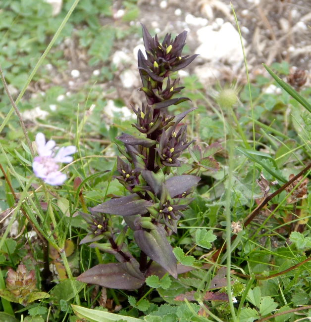 a small purple flower on some green grass