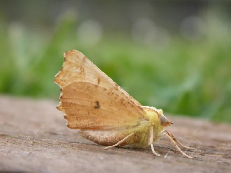 a small erfly resting on a wooden plank