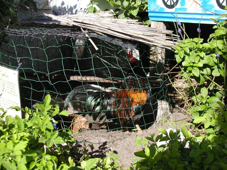 an image of a wire chicken coop with a green fence