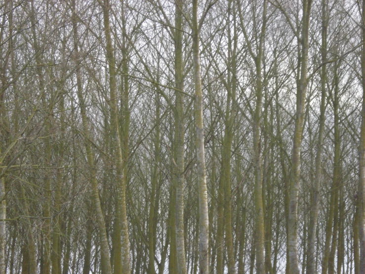 trees in a winter forest with no leaves