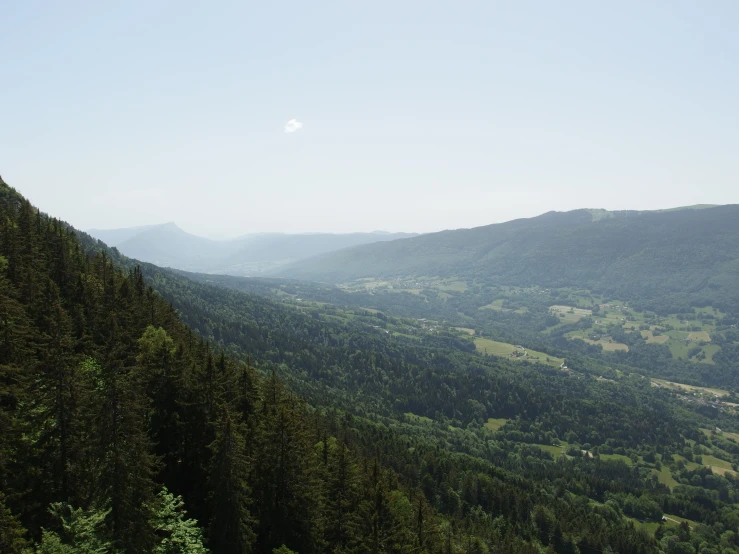 a lush green forest covered hillside with lots of trees