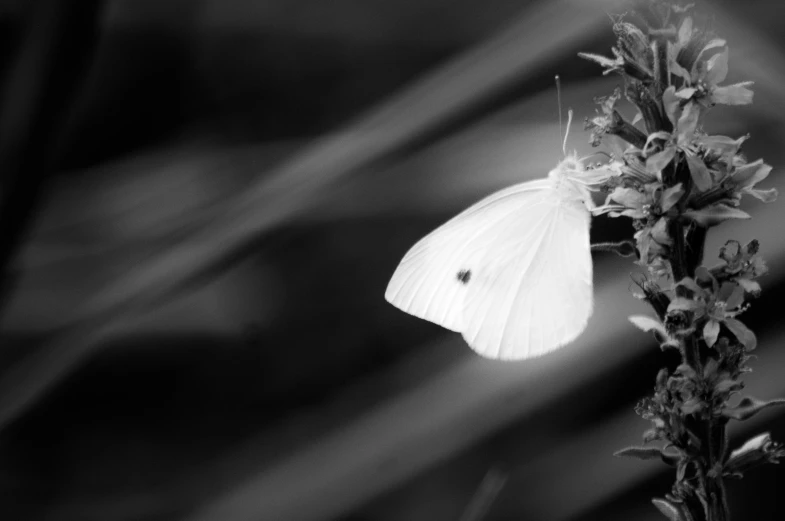 the white erfly is resting on the leaf