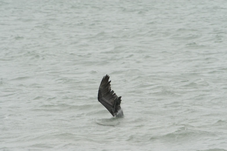 a black bird flying low over water near a shoreline