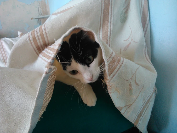 the cat is looking out of the white blanket