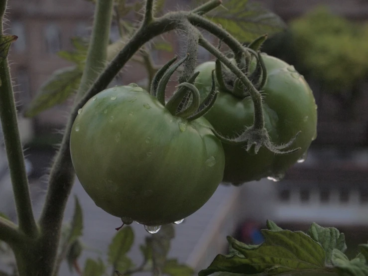 two green tomatoes growing on a vine