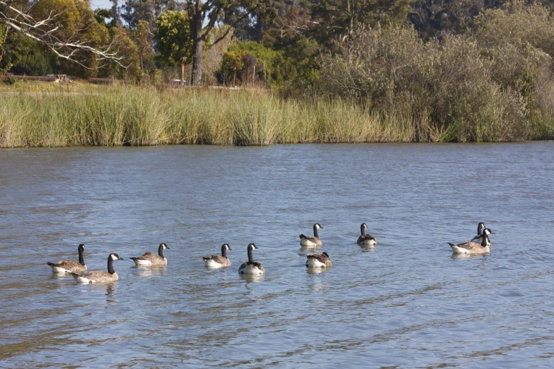 a small flock of birds swim together on the lake