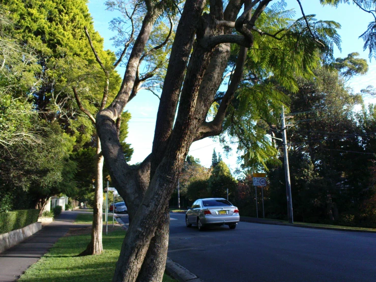 the car is parked in front of a tree