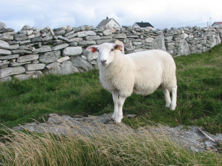 a close up of a sheep on a field near rocks