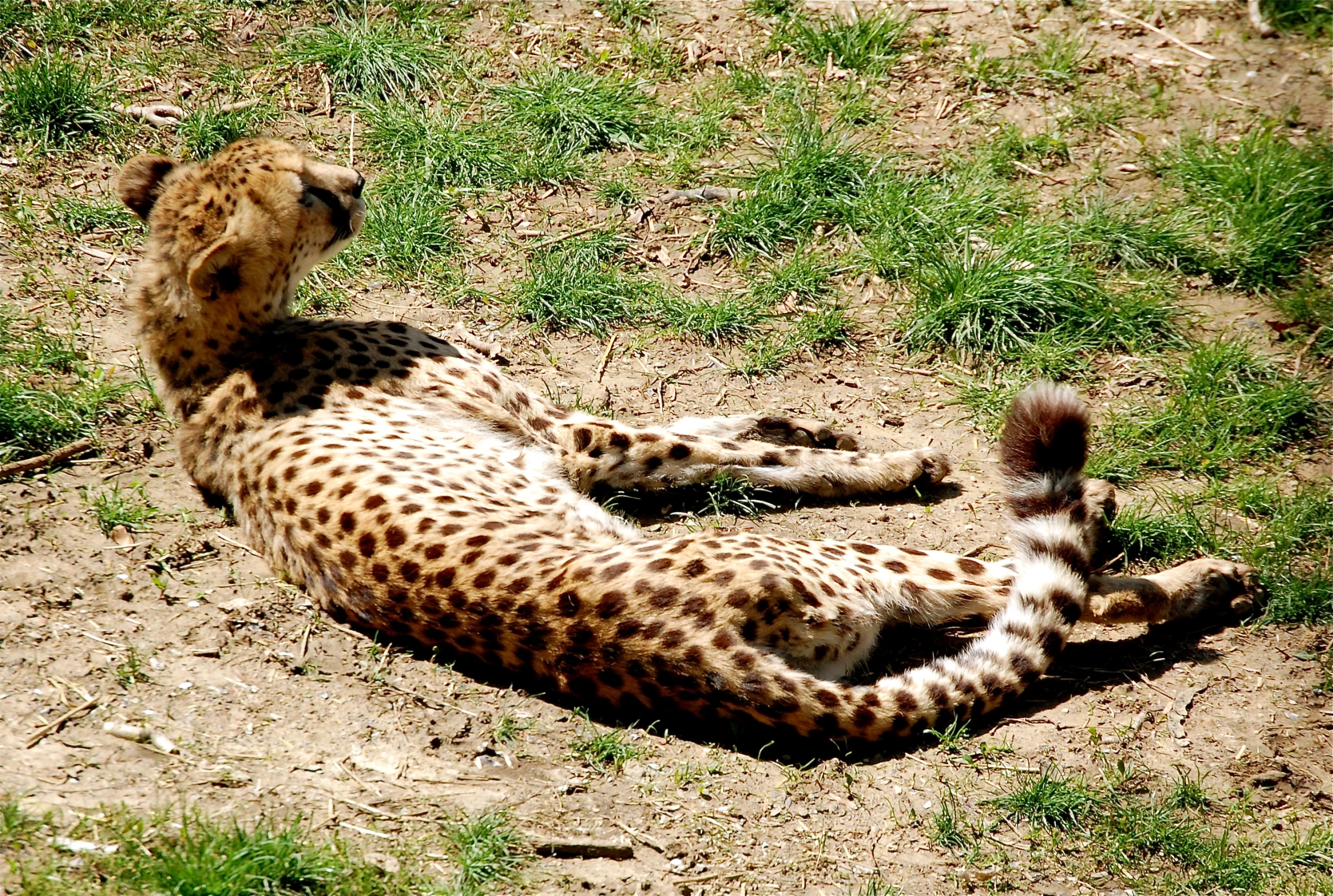 a cheetah is laying on the ground and looking up