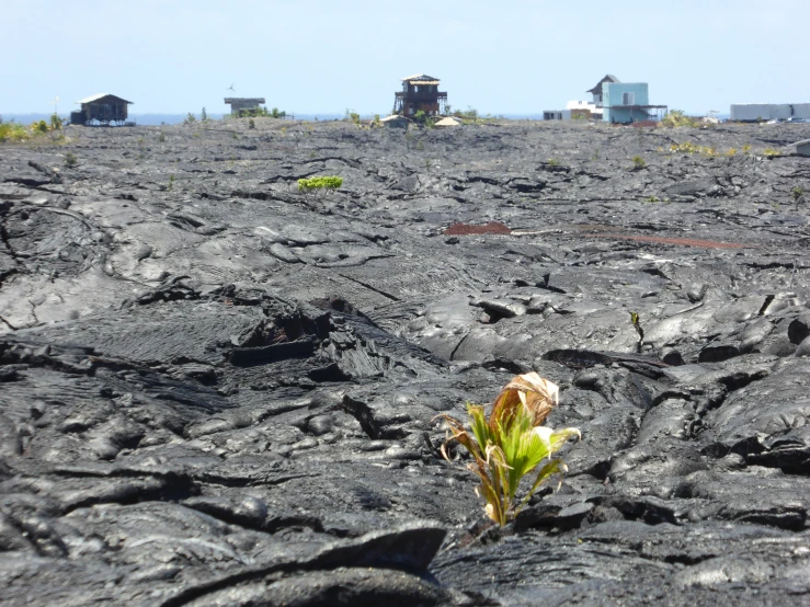 a rock covered hillside that has a plant growing on it