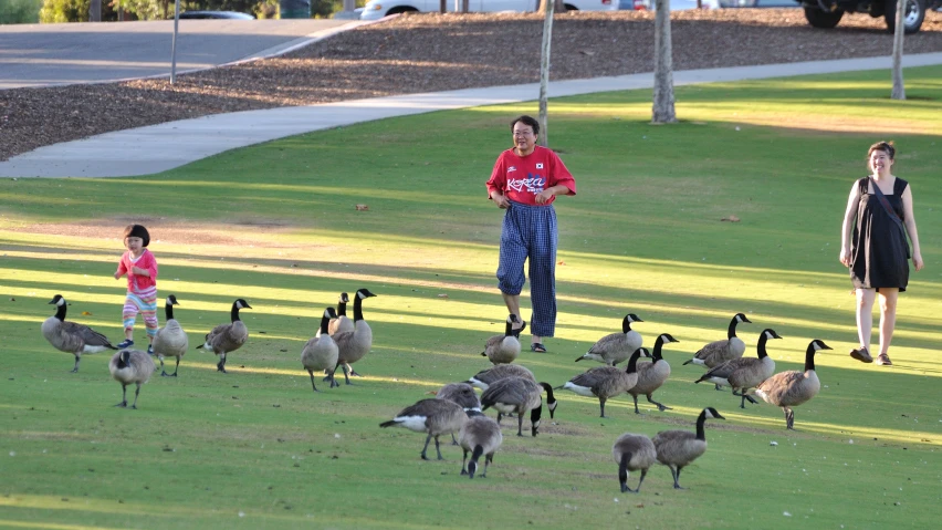 people standing in a field watching the geese