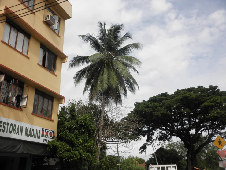 a view of an apartment building with a palm tree
