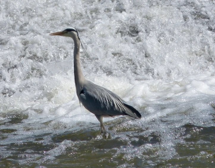 a gray bird with very long neck stands in water