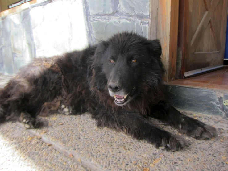 a gy dog lying in front of a door