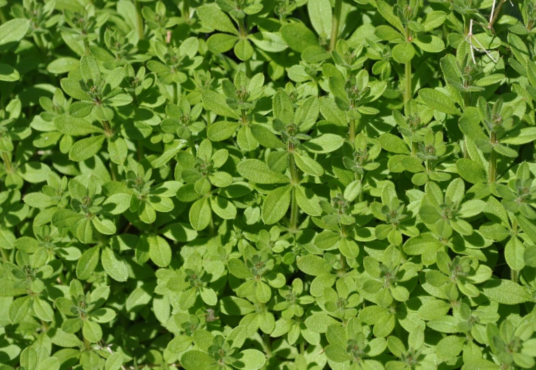 a very close up picture of some green plants