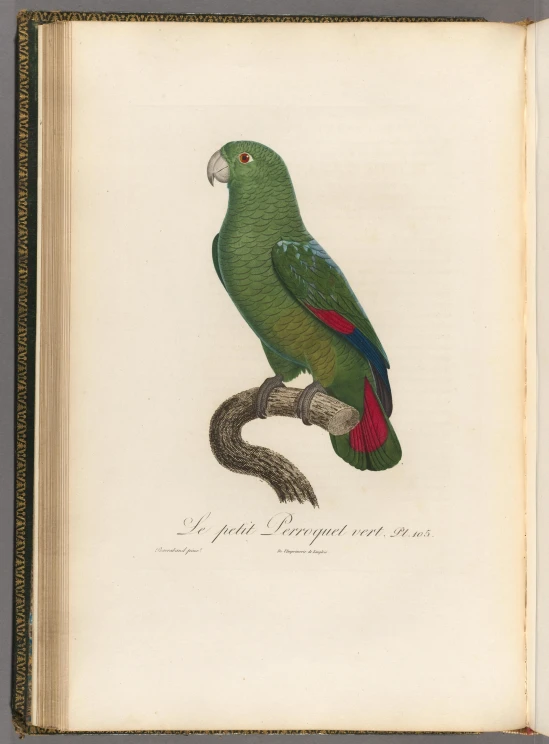 a drawing of a colorful parrot sitting on a tree nch