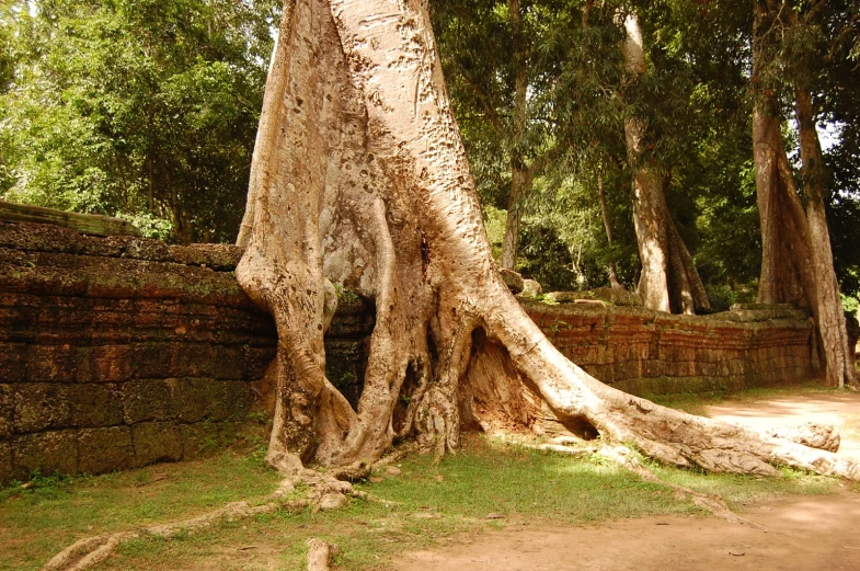 the trunk of a tree in a stone enclosure