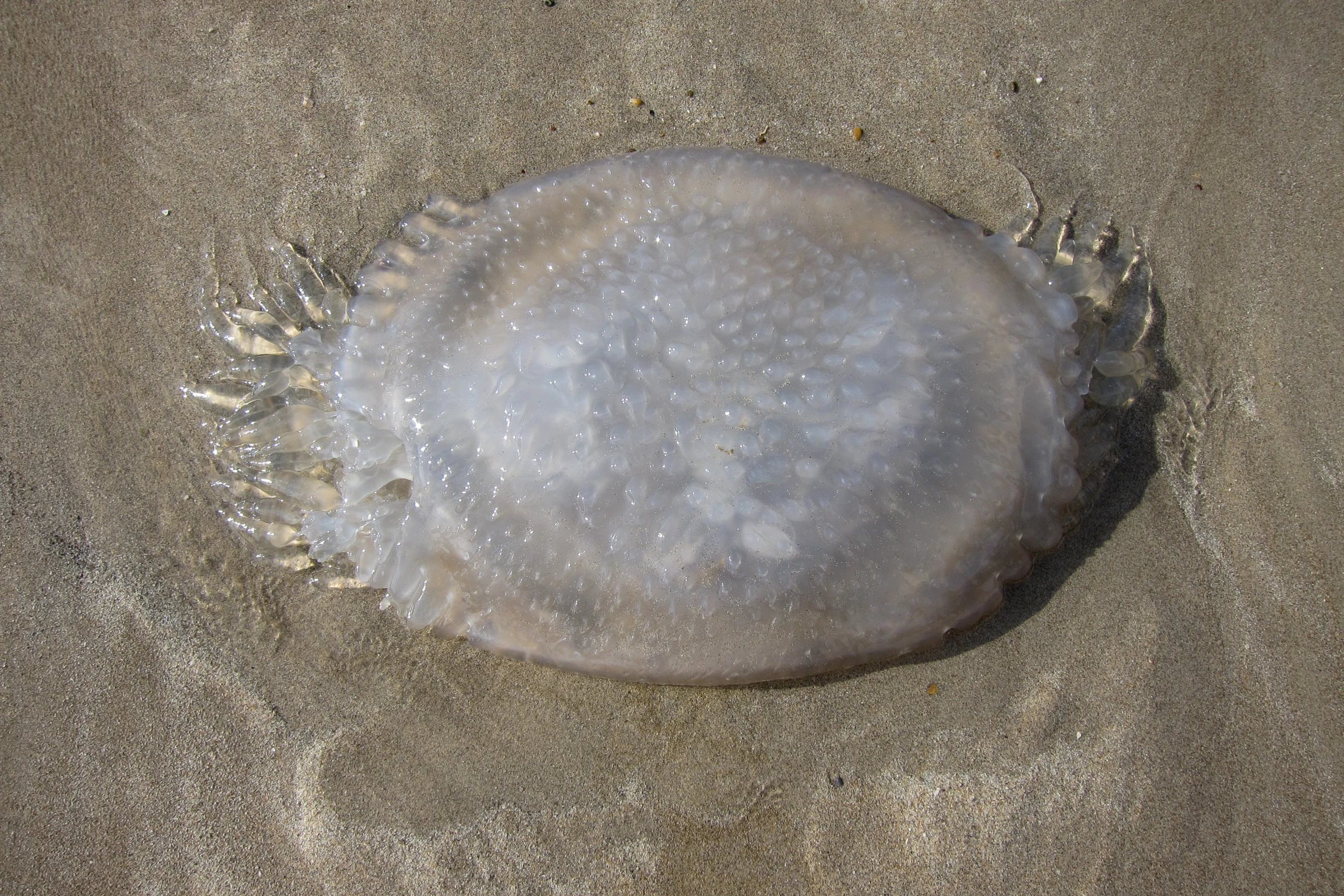 the jelly fish is looking up at the camera