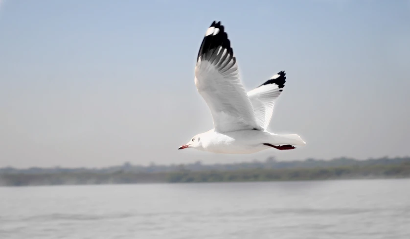 a white bird is flying over the water