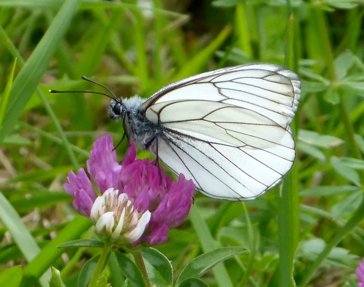 there is a small erfly that is on the flower