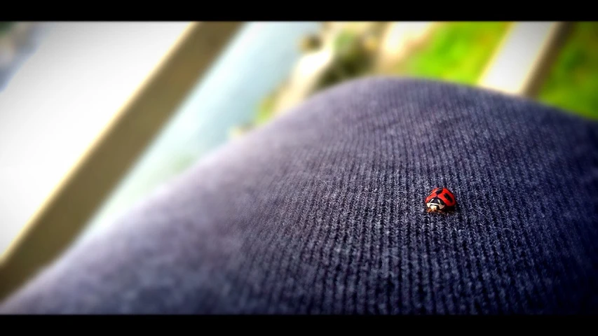 a red bug on the back of a chair